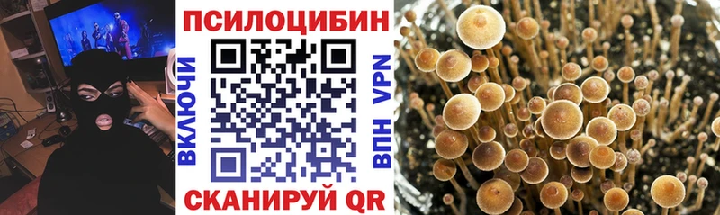 OMG ссылки мориарти как зайти Псилоцибиновые грибы Psilocybe Терек